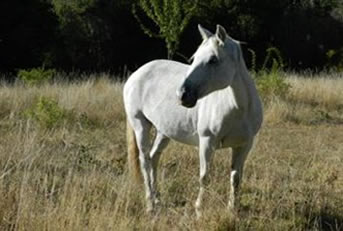 Reiten in de Anden, Chile und Argentinien, Die Pferde von Antilco: Lican